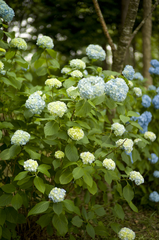 紫陽花 (1)