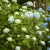 紫陽花 (1)