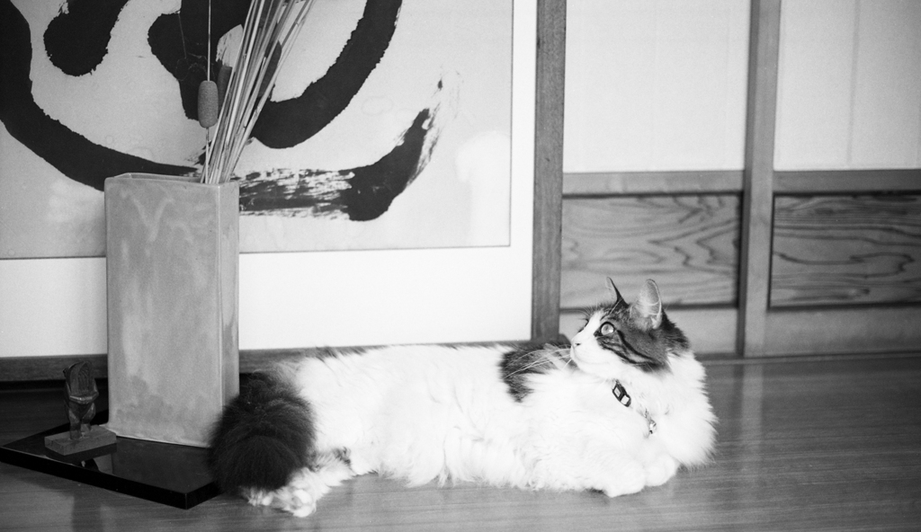 玄関猫