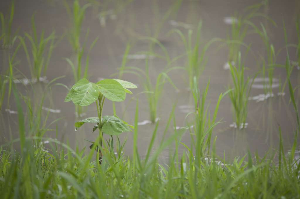 雨上がり