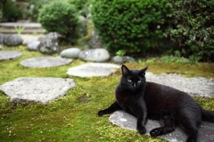 黒猫