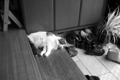 暑すぎて放心状態(^_^;)