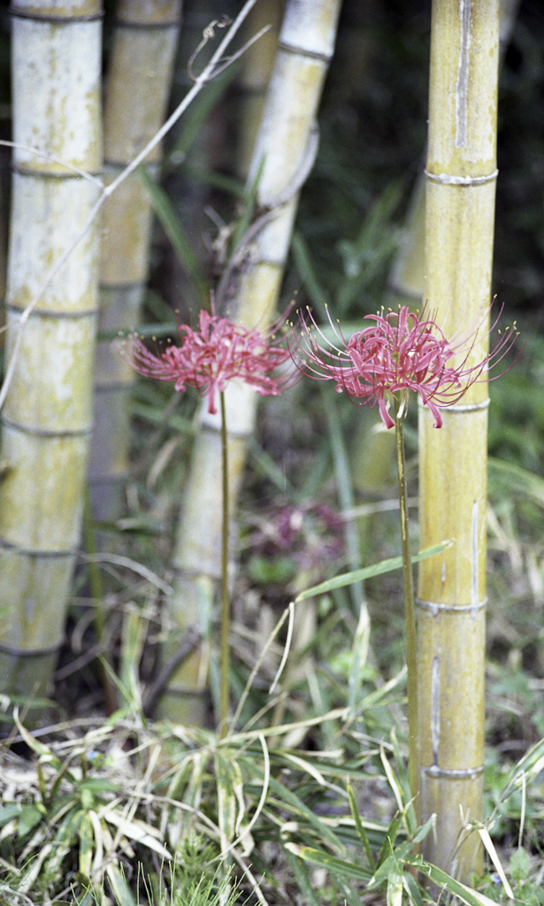 曼珠沙華 (1)