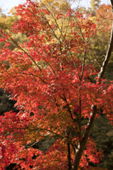 禅瀧寺のモミジ