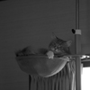 ハンモック