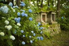 紫陽花と祠 (1)