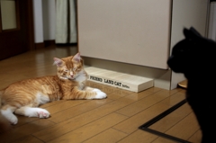猫たち