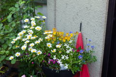 鉢植えと傘