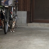ここにもネコ