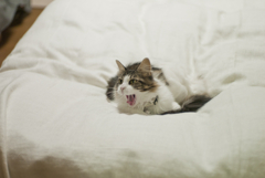 ノノあくび