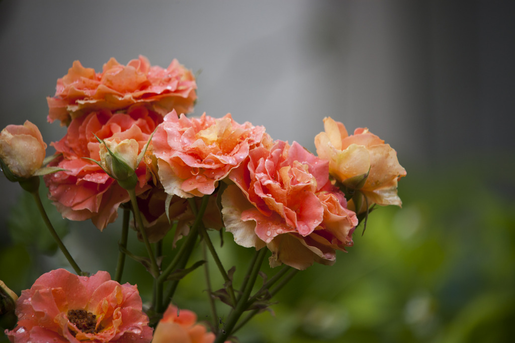 雨上がりの薔薇
