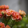 雨上がりの薔薇