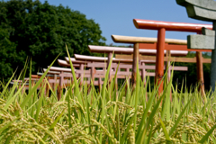 稲穂と鳥居