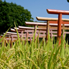 稲穂と鳥居