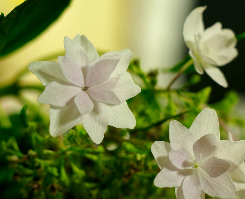 花？