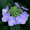 紫陽花