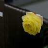 台風に耐えた薔薇