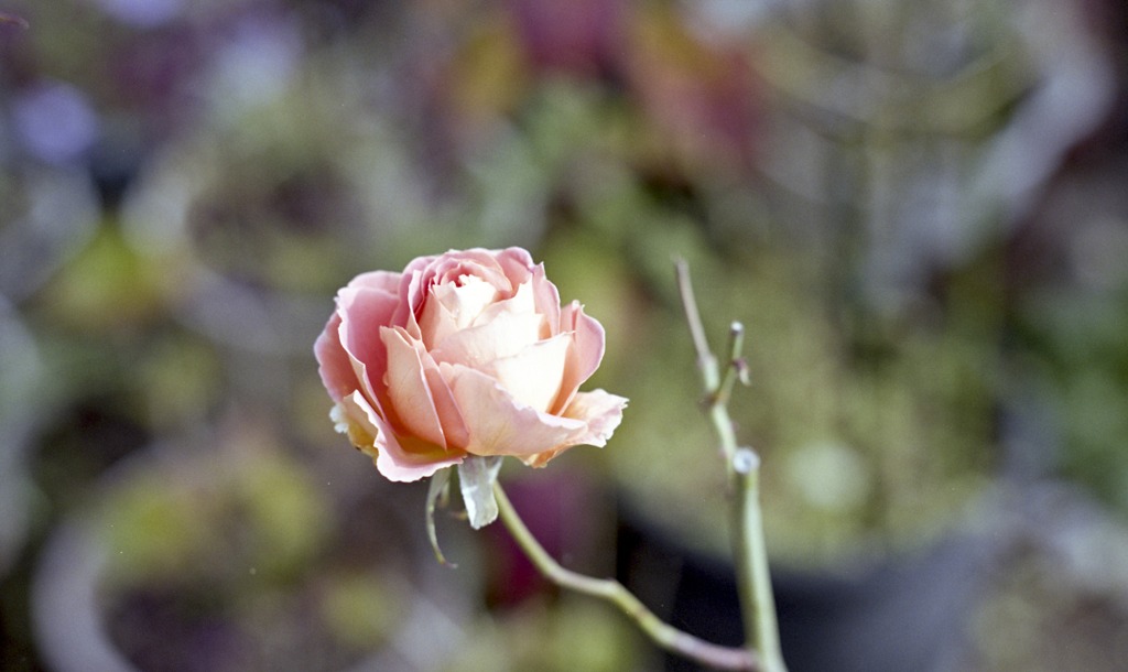 薔薇2