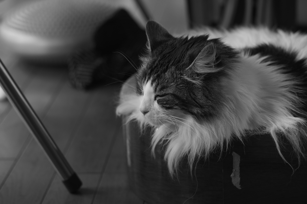 のの