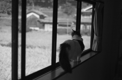 窓辺猫
