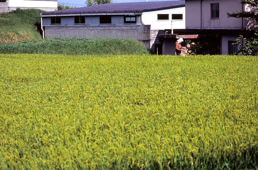 案山子の準備