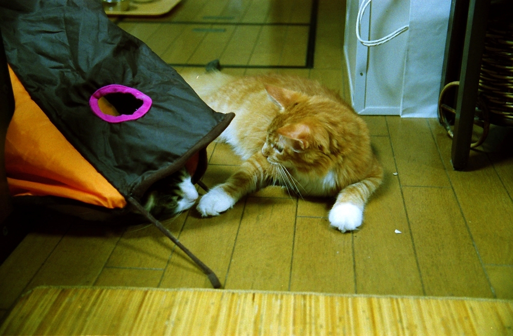 ノノとチャチャ
