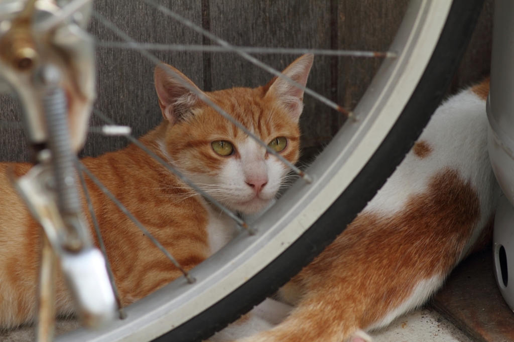 避暑中の猫