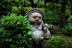 狸