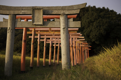 稲穂と鳥居