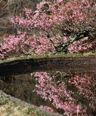 水鏡に映る義経のサクラ