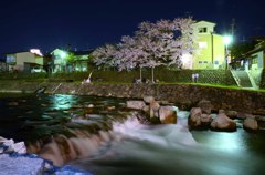 河川敷で夜桜はいかがですか？