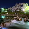 河川敷で夜桜はいかがですか？