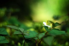 初夏の香り