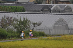 本日、雨あがる