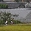 本日、雨あがる