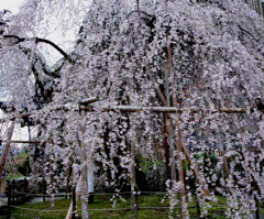 桜、まるで滝壺のように。