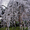 桜、まるで滝壺のように。