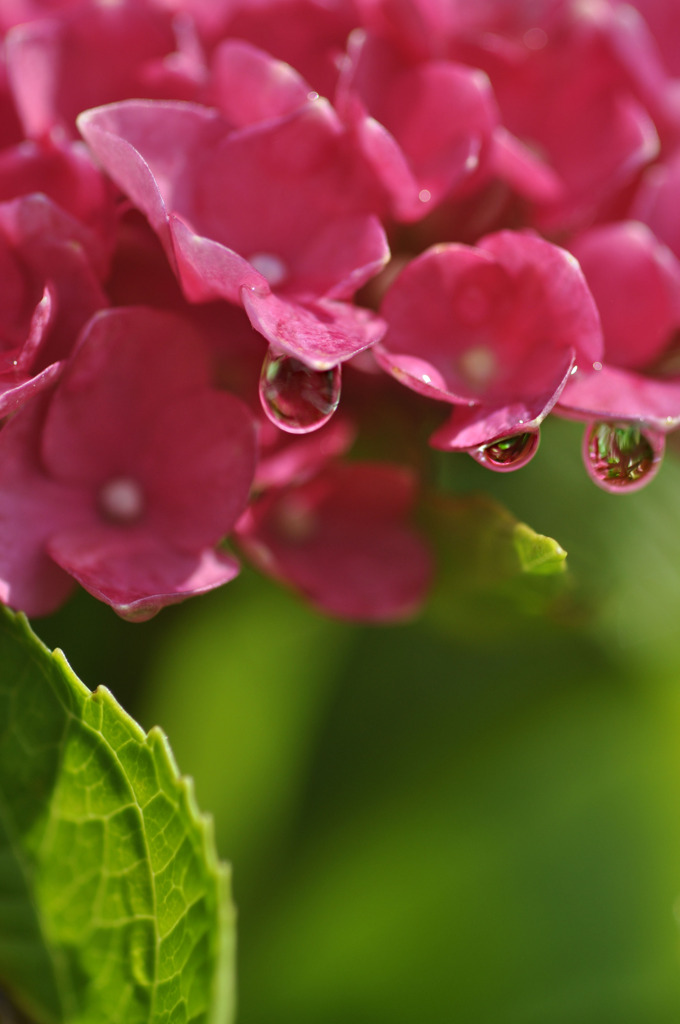 紫陽花の雫