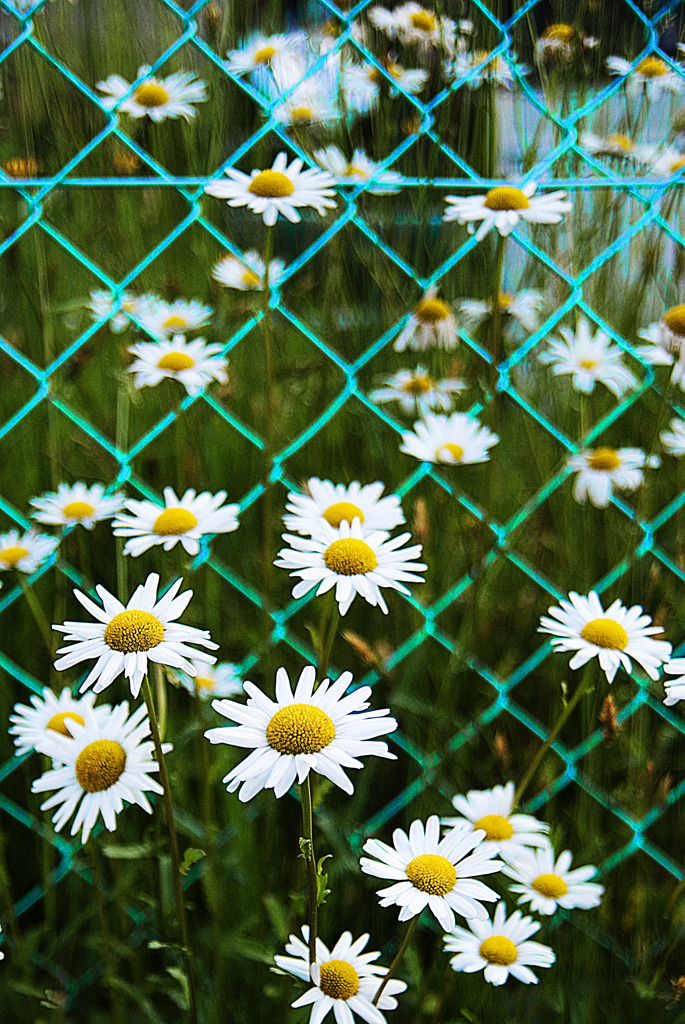 BORDER Line