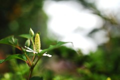 調布の蕎麦街道に咲く