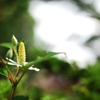 調布の蕎麦街道に咲く