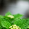 恵みの雨