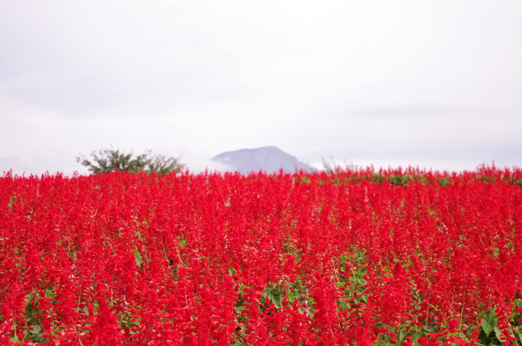 大山を望む
