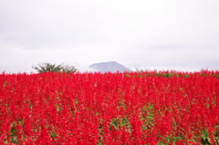 大山を望む