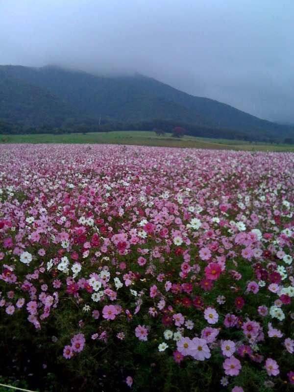 雨のコスモス