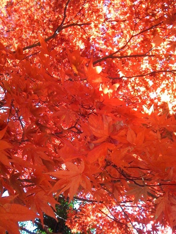 紅葉降り