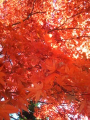 紅葉降り
