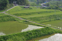 棚田