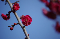 紅梅