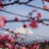 梅と大山